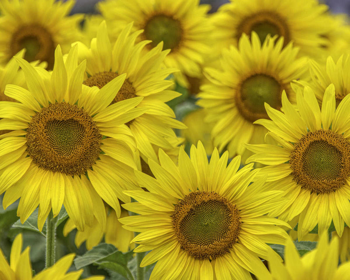 A cluster of vibrant yellow sunflowers with large brown centers in full bloom, surrounded by green leaves.
