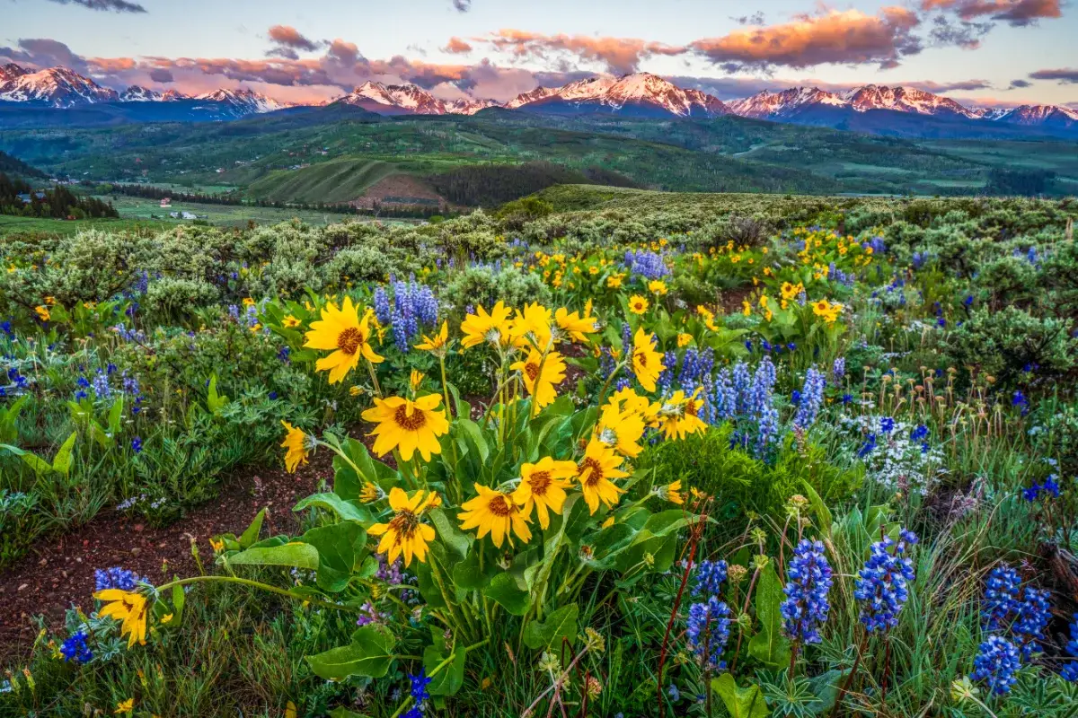 A scenic landscape of colorful wildflowers, including yellow and purple blooms, in the foreground with green hills, distant snow-capped mountains, and a dramatic sky at sunset in the background.