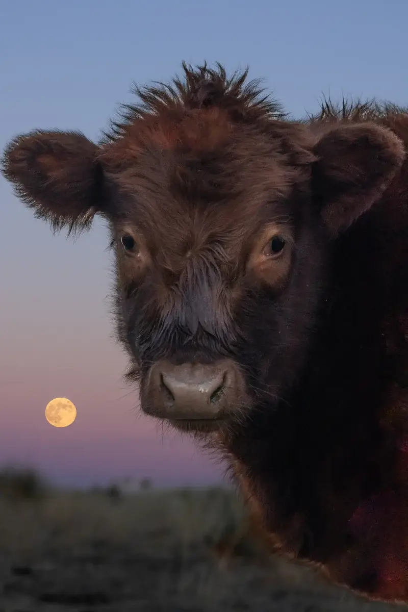A close-up of a brown cow with shaggy fur, standing outdoors at dusk. The sky is a gradient of blue and pink, with a full moon visible near the horizon in the background.