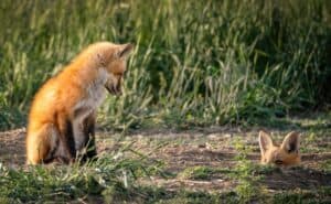 A young fox sits on the ground while another fox peeks out from a hole in the earth, surrounded by grass.