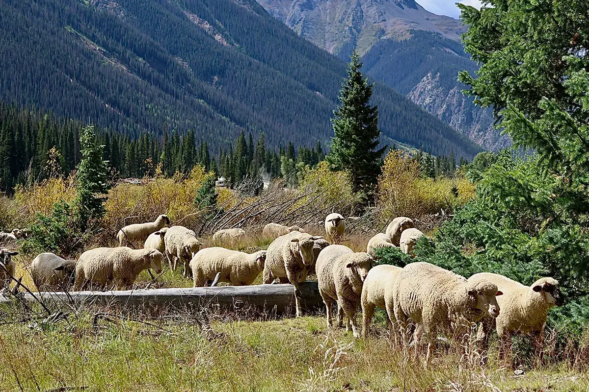 A group of sheep graze on green grass in a mountain meadow surrounded by trees, with forested hills and tall mountains visible in the background.