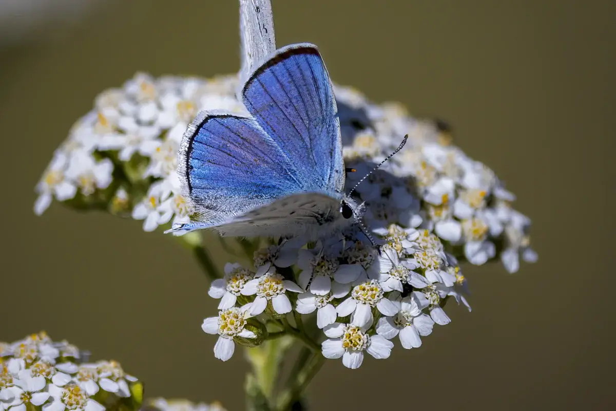 A blue butterfly with its wings open rests on small white flowers, displaying delicate veins and shades of blue and purple. The background is blurred, highlighting the butterfly and flowers in the foreground.