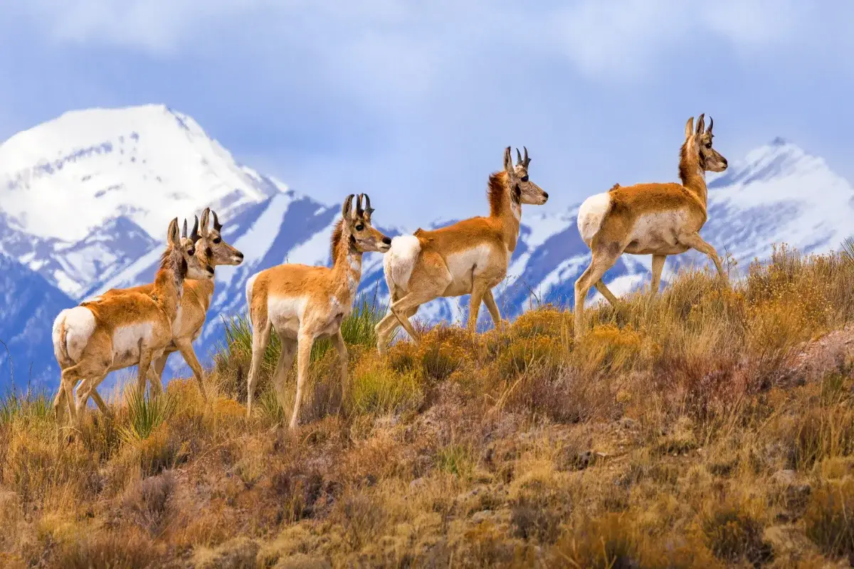 A group of pronghorn antelope walk through dry grass with snow-capped mountains in the background under a cloudy sky.