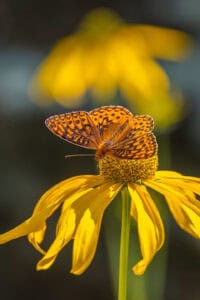 A vibrant orange butterfly with black patterns rests on a yellow flower against a blurred background.