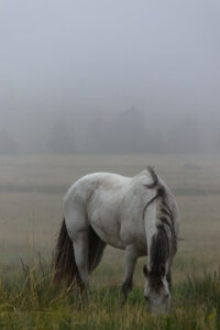 A white horse grazes in a misty field with low visibility and blurred background.