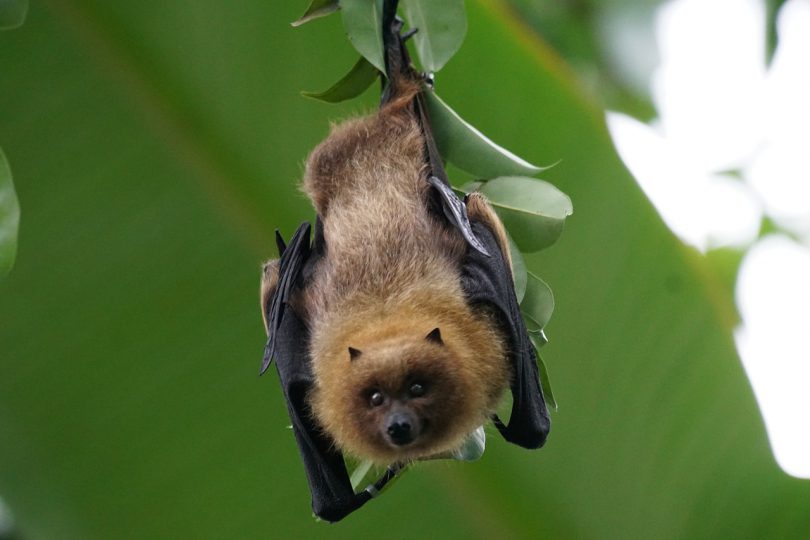 why-bats-are-good