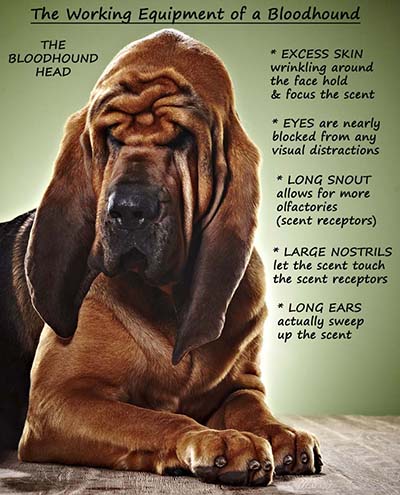 do all bloodhounds stink