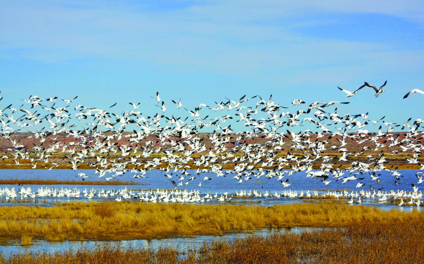 Colorado is a Migrating Paradise for Birders - Colorado Country Life ...