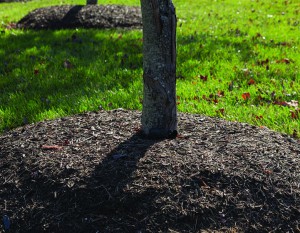 Don’t “volcano” mulch against tree trunks. It can rot the bark.