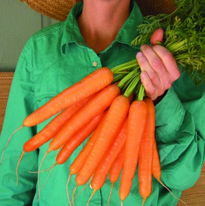 Rothild Organic Carrots 
