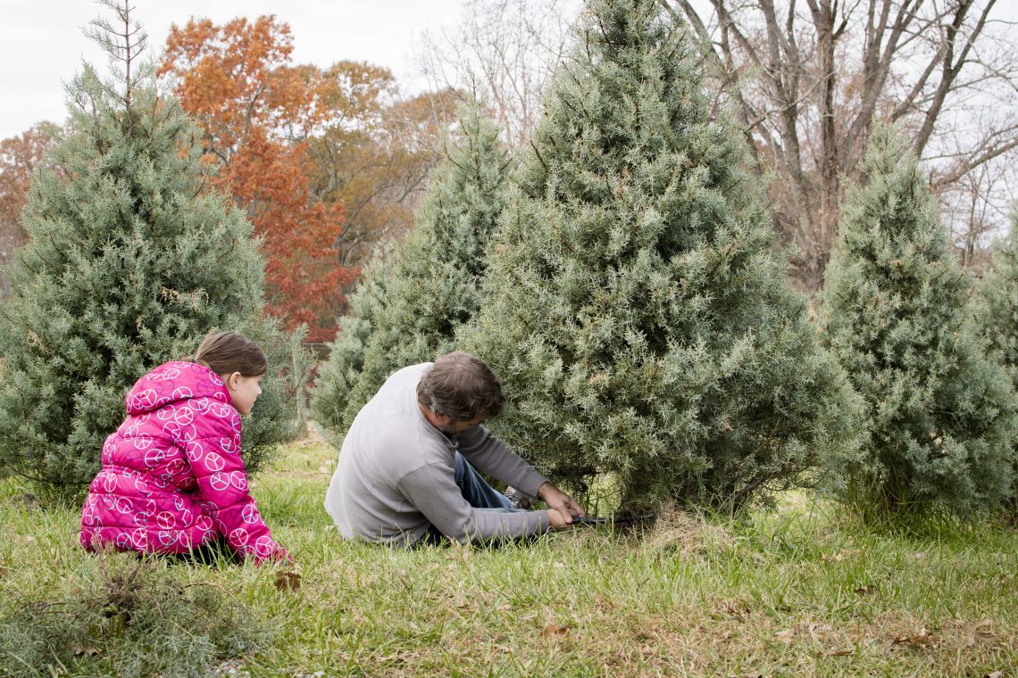 Get a Christmas Tree Cutting Permit Colorado Country Life Magazine