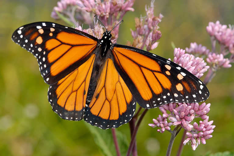 Where Do Butterflies Go In The Winter Colorado Country Life Magazine