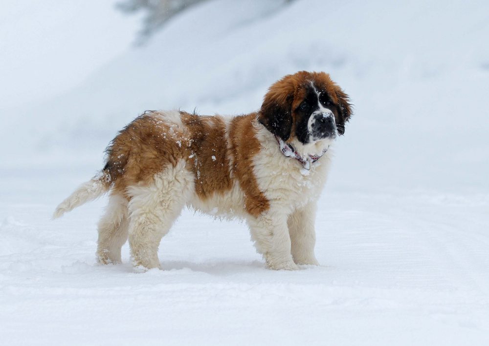 Simply Irresistible: Colorado Snow Dogs - Colorado Country Life Magazine