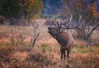 elk bugling in the forest