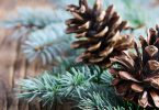 closeup of pinecones