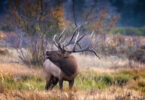 wildlife photography of an elk