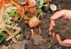 Photo of kitchen scraps for the garden