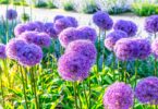 Allium flowers