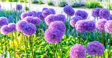 Allium flowers