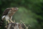 red-tailed hawk