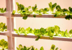 Hydroponic gardening