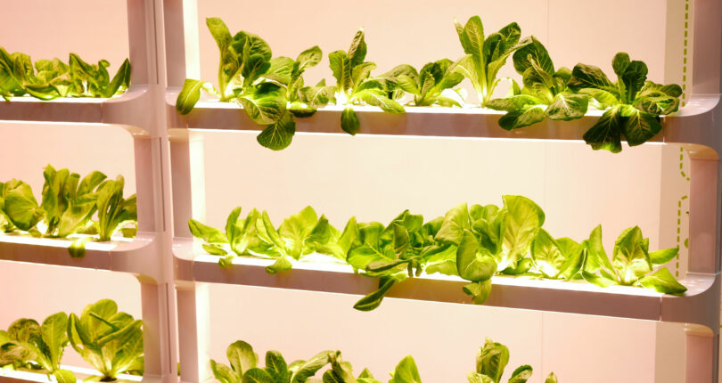 Hydroponic gardening