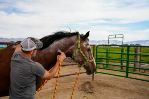 Calvin Cage and Geronimo enjoy the meditative and trust-building task of grooming.