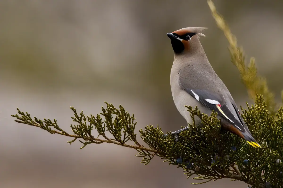 A Bohemian waxwing bird with a sleek gray body, black face mask, and pointed crest is perched on a branch with green needles and dark berries, against a blurred natural background.