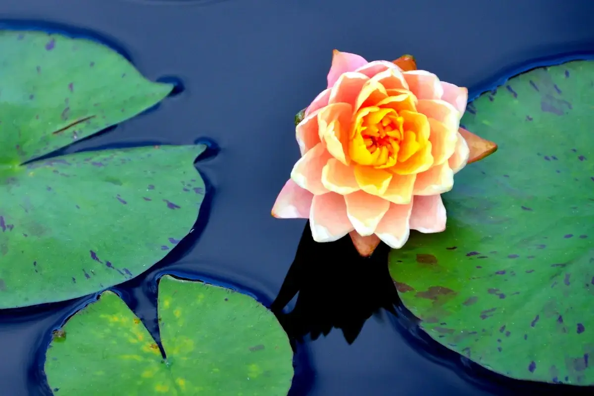 A pink and yellow water lily blooming on a pond, surrounded by green lily pads floating on dark blue water.
