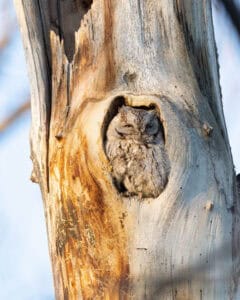 An owl is nestled in a hollow of a tree trunk, blending with the bark.