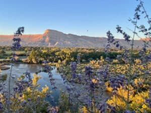A river winds through a valley with purple wildflowers in the foreground and a sunlit mesa under a clear blue sky in the background.