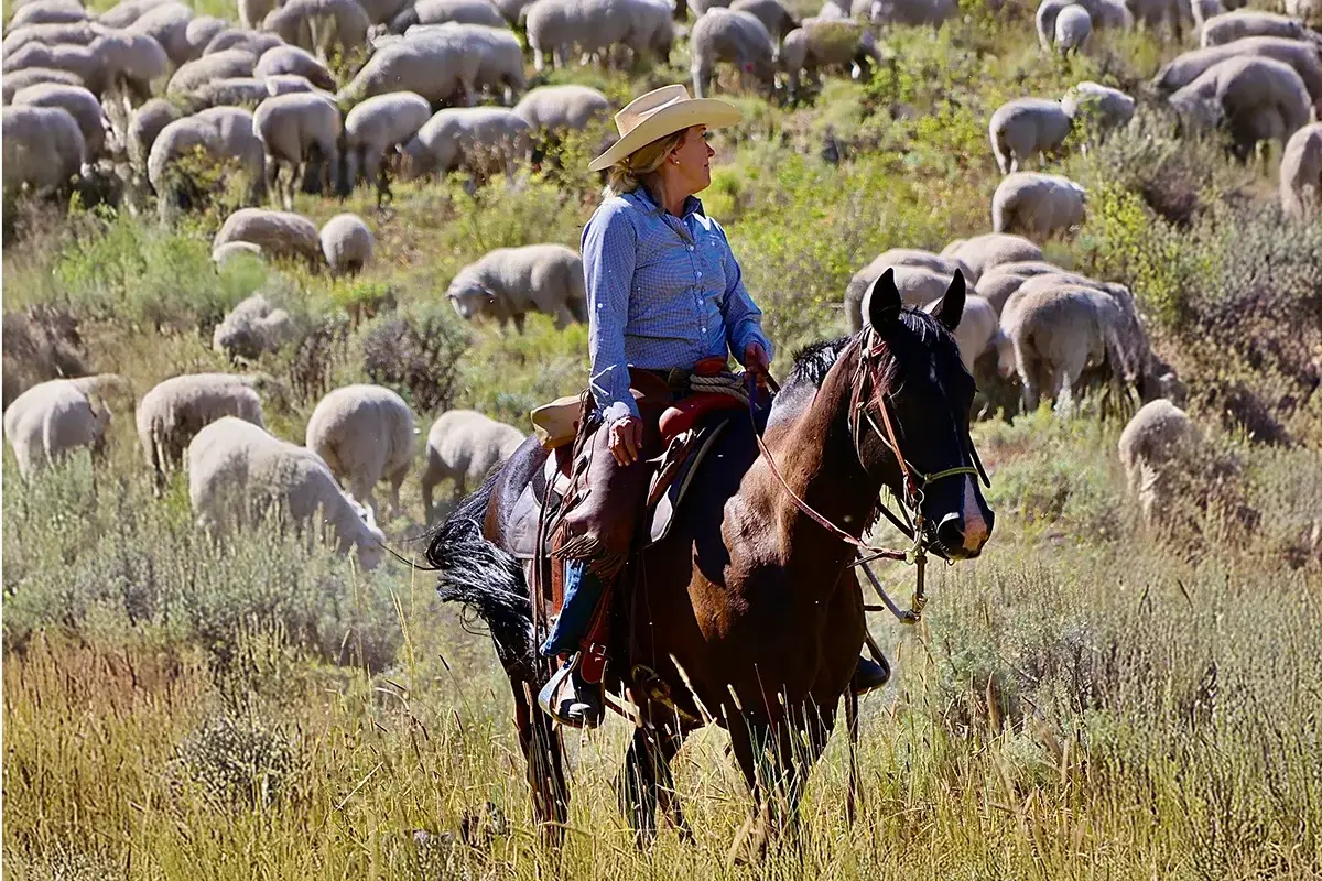A Close-Knit Community A person wearing a cowboy hat and blue shirt rides a brown horse through a grassy field, with a large flock of sheep grazing in the background.