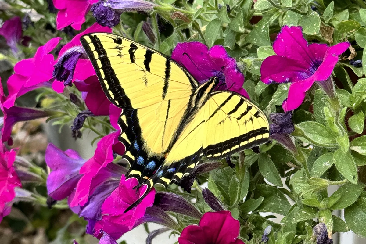 Wings of Wonder