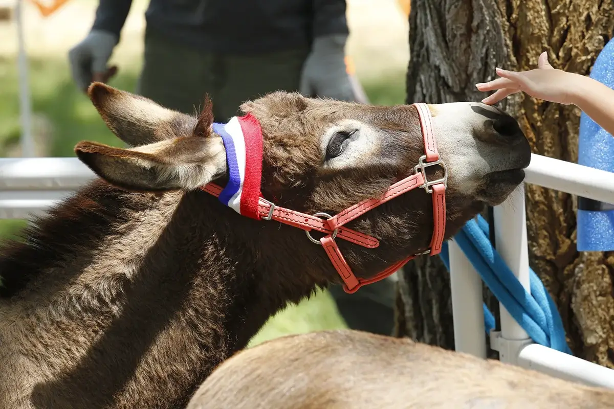 A donkey wearing a red halter and a red, white, and blue ribbon rests its head near a tree as a child reaches out to pet it. Another person stands in the background.