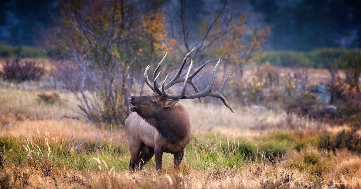A large elk with impressive antlers stands in a grassy field, surrounded by autumn foliage.