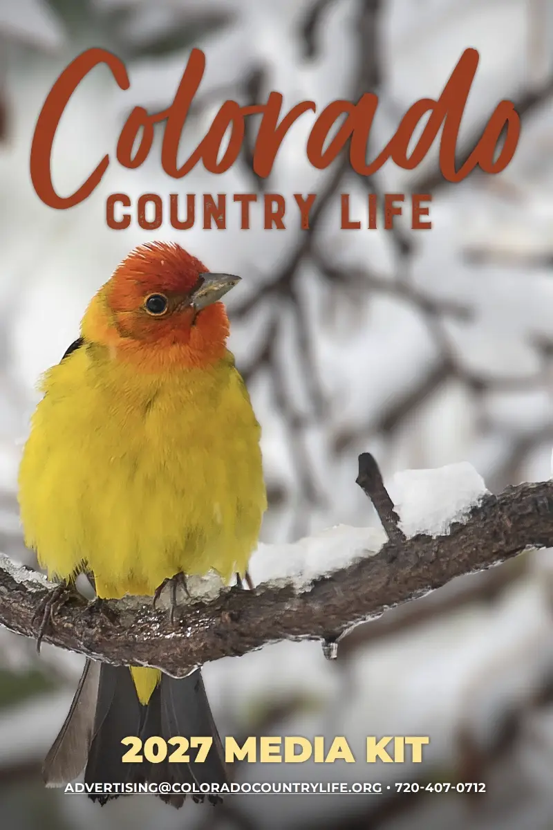 A bright yellow and orange bird perches on a snowy branch. The text reads “Colorado Country Life, 2027 Media Kit” with contact information at the bottom. Snowy branches fill the blurry background.