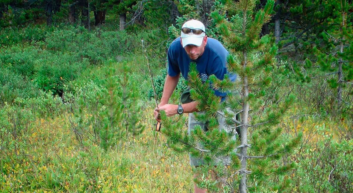 A man in a blue shirt examines a coniferous tree in a grassy wooded area, wearing a white cap and sunglasses.