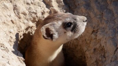 Gaining Ground for the Black-Footed Ferret