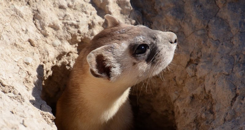 A stoat peeks out from a rocky hole, facing upward.