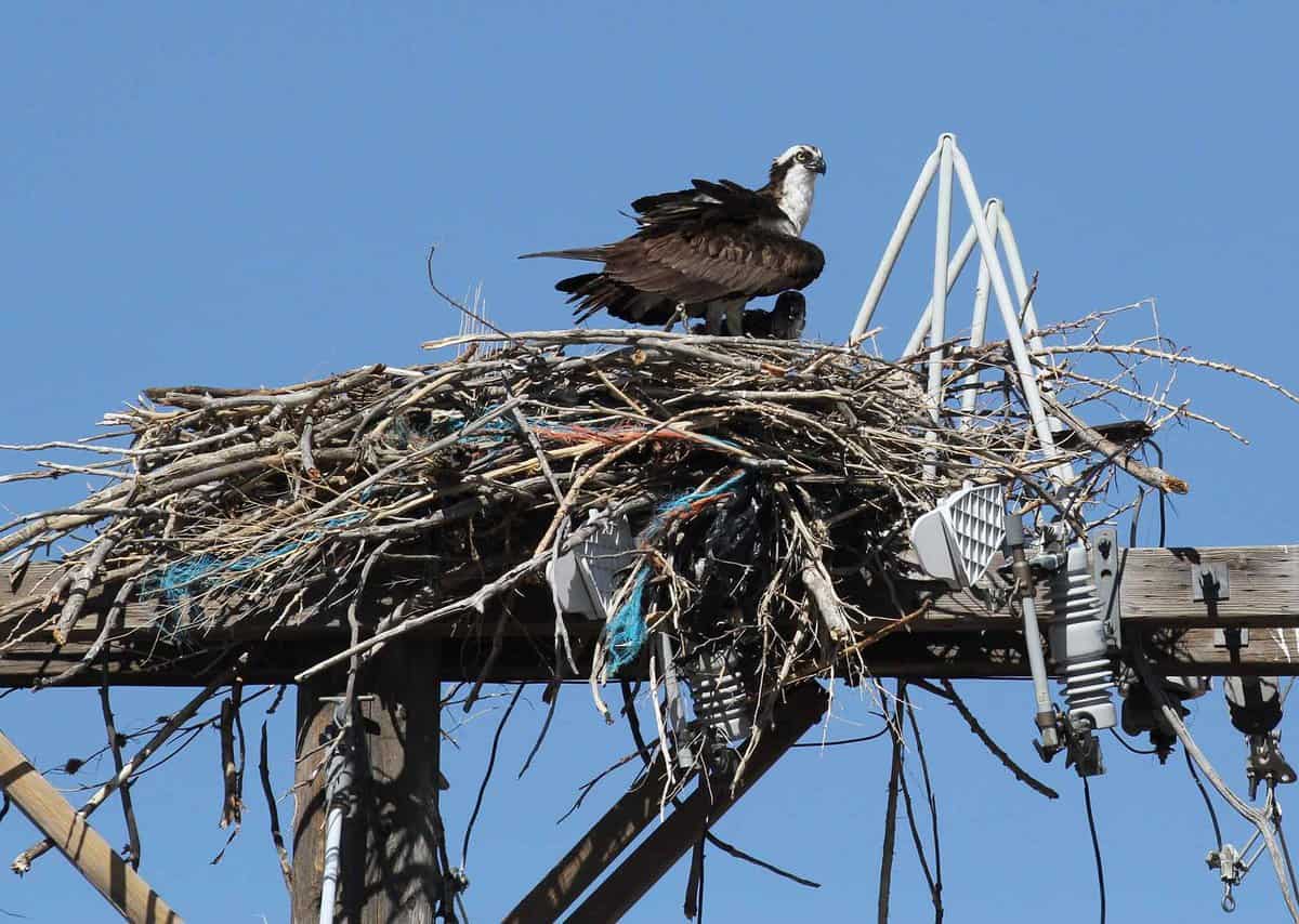 An osprey standing in a large nest made of sticks and debris on a utility pole, set against a clear blue sky.