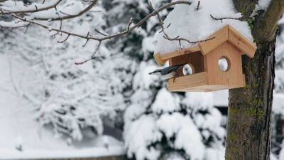 National Bird-Feeding Month