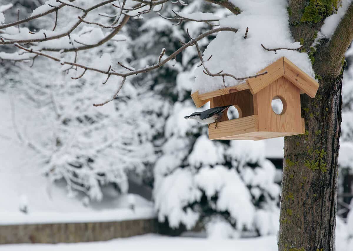 A bird perches on a snow-covered wooden birdhouse attached to a tree in a snowy landscape.