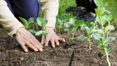 Early Spring Vegetable Gardening