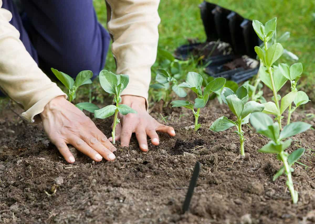 Person planting young seedlings in soil with green leaves visible.