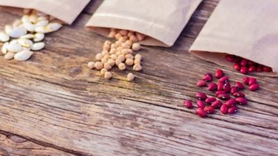 What are Seed Libraries?