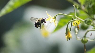 What is Grex Gardening?