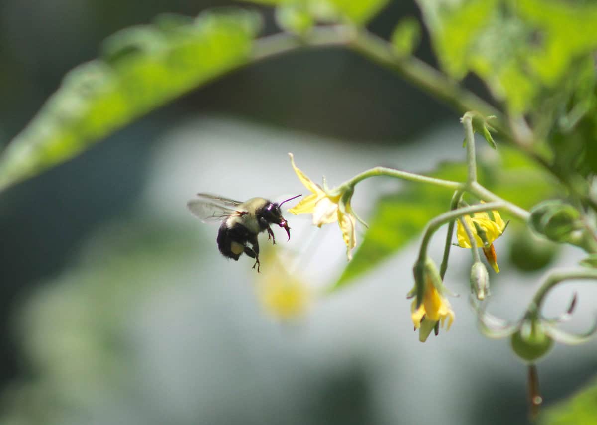 A bee hovers near a yellow flower on a green plant branch, with blurred greenery in the background.