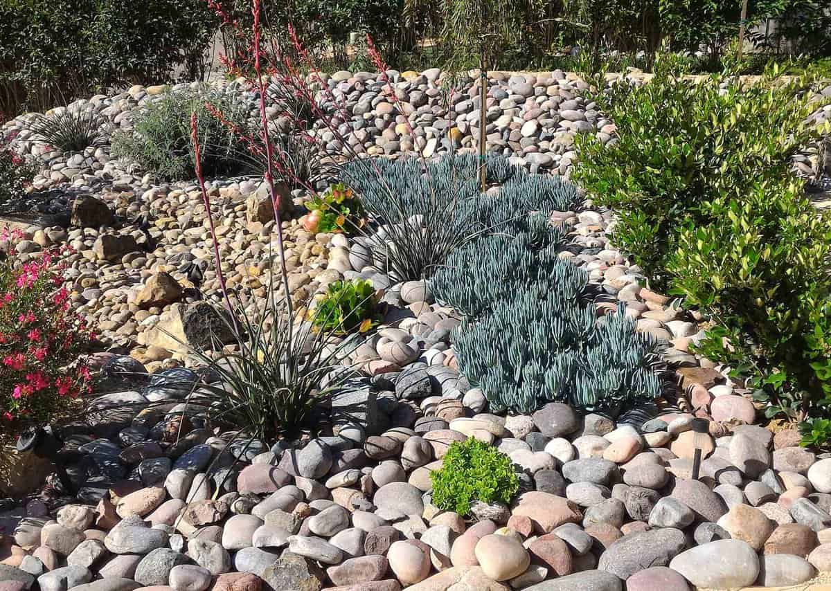 A garden features various succulents, green shrubs, and scattered rocks. Sparse red flowers add color amid the stones.