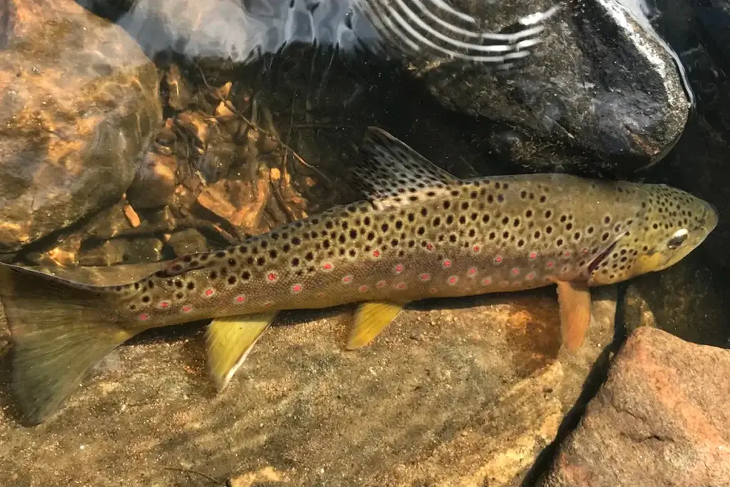 A brown trout with black spots and reddish markings swims in shallow, clear water over rocks.