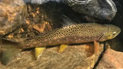 A Perfect Time to Fish